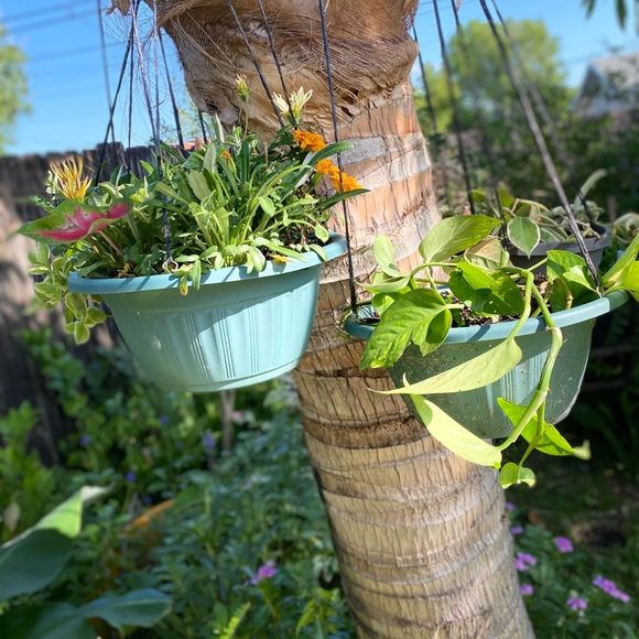 Plants - Picture 7 of 7